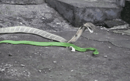 Clip: Bị truy sát, rắn lục quay đầu đớp thẳng vào miệng rắn hổ mang