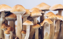 Hợp chất gây ảo giác của nấm ma thuật giúp "mở ra" não bộ của người trầm cảm