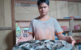 Xuyên đêm săn cá mát - đặc sản độc nhất vô nhị ở vùng cao tỉnh Quảng Trị