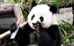 Nhân viên vườn thú đã bất cẩn để quên dao và hành động của gấu trúc khiến họ tái mặt