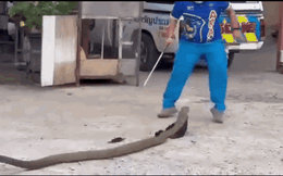 Clip: Cận cảnh rắn hổ mang chúa dài gần 4 mét, đột nhập vào nhà dân