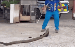 Clip: Cận cảnh rắn hổ mang chúa dài gần 4 mét, đột nhập vào nhà dân