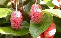 13 bài thuốc chữa bệnh từ cây nhót