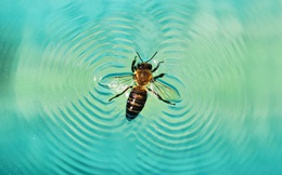 Tại sao ong chỉ bay được qua hồ nước trong những ngày có gió?