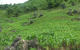 Kỳ án nơi rẻo cao: Người phụ nữ mất tích bí ẩn và hành trình vạch mặt kẻ sát nhân máu lạnh