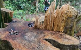 Yêu cầu Quảng Nam làm rõ vì sao rừng tự nhiên "đột ngột" giảm 2.850 ha