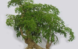 Vị trí tốt nhất trồng cây đinh lăng giúp gia chủ hút tài lộc, may mắn