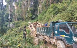 Chi cục Kiểm lâm và lãnh đạo huyện nói gì vụ chặt phá rừng biên giới ở Nghệ An?