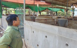 Lỗ, bỏ chuồng vì giá thức ăn chăn nuôi tăng liên tục