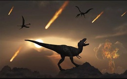 Loài gián vẫn sống ngay cả khi thiên thạch làm khủng long tuyệt chủng
