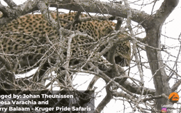 Báo hoa mai bị đàn khỉ đầu chó bao vây trên cây cao: Kết cục sẽ ra sao?