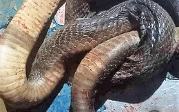 Nghệ An: Bị rắn độc cắn ở vùng mặt, người đàn ông tử vong thương tâm