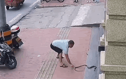 Clip: Vừa gọi điện thoại, người đàn ông vừa dùng tay không bắt rắn