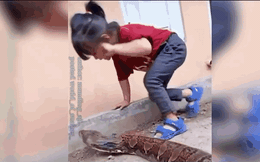Clip: Bị trăn khổng lồ tiếp cận, bé gái có phản ứng đáng kinh ngạc