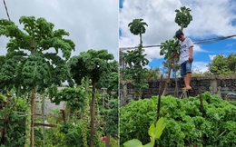 Vườn cải cao 3m ở Đắk Lắk nhờ bí quyết đỉnh của mẹ trẻ, muốn hái phải bắc thang