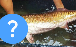 Cá ở Việt Nam được cả thế giới săn đón vì sở hữu thứ “quý hơn vàng”, giúp ngư dân đổi đời