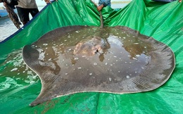 "Quái vật biển" khổng lồ nặng gần 200kg xuất hiện ở sông Mekong, dấy lên nhiều hiểm họa
