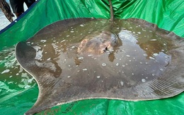 "Quái vật biển" khổng lồ nặng gần 200 kg xuất hiện ở sông Mekong, dấy lên nhiều lo ngại