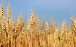 LHQ cảnh báo nguồn cung lúa mì toàn cầu trong kho dự trữ chỉ còn duy trì trong 10 tuần