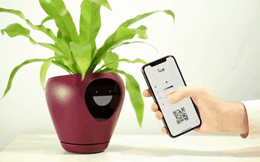 Chậu trồng cây tiết lộ cảm xúc của cây trồng