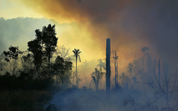 Nhiều loài sinh vật đã mất môi trường sống do cháy và nạn phá rừng ở Amazon