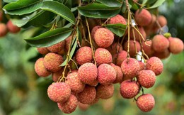 Chè rau câu vải cực lạ miệng, thơm ngon nhưng vô cùng đơn giản