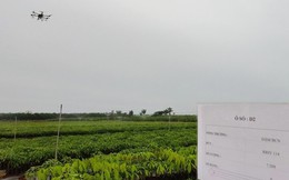 Choáng ngợp với vườn giống cây cao su 1 triệu cây đều tăm tắp