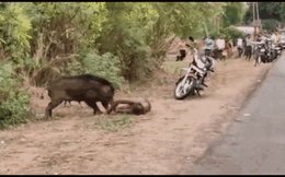 Clip: Lợn rừng điên cuồng tấn công người đàn ông ngay giữa đường