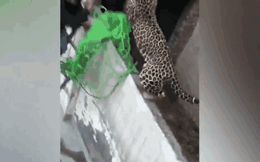 Clip: Báo hoa mai điên cuồng vồ người khi bị vây bắt