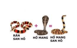 Phiên bản kết hợp giữa 2 loài rắn là hổ mang và san hô: Cực độc, chưa có huyết thanh!
