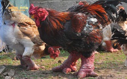 Việt Nam sở hữu giống gà đặc hữu, quý hiếm; dân mạng Trung Quốc ví với Xích cước đại tiên