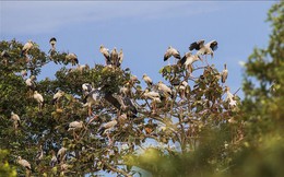Đàn cò nhạn hơn 1.000 con di cư về Vườn Quốc gia Lò Gò - Xa Mát