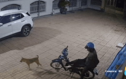 Chú chó 'im lặng' khi người lạ lẻn vào sân định trộm xe máy, hành động sau đó cười bò