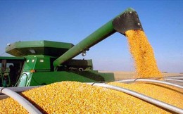 Hungary đề xuất giải pháp cho vấn đề xuất khẩu ngũ cốc của Ukraine