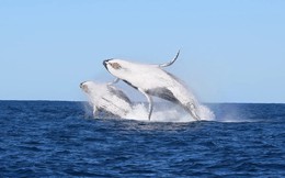 [ẢNH] Cá voi lưng gù và chuyến di cư ngàn dặm ngoài khơi Australia