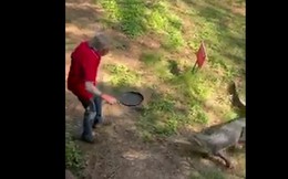 Clip: Bị tấn công, người đàn ông cầm chảo đập thẳng vào hàm con cá sấu