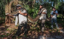 Hãi hùng con trăn khủng sống trong đầm lầy Florida, 3 người khiêng không hết