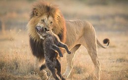 Những lần sư tử ‘thẳng tay’ tàn sát linh cẩu