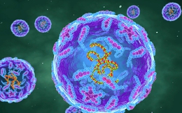 Loại virus bị xoá sổ gần 40 năm trước tại Anh bất ngờ "tái xuất": Dấu hiệu bệnh là gì?