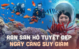Những rạn san hô tuyệt đẹp ở các vùng biển Việt Nam đứng trước nguy cơ suy giảm hàng loạt