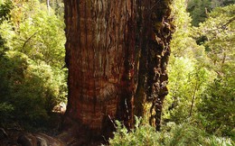 Tranh cãi cây đại thụ sống lâu đời nhất trên thế giới, gần 5.500 năm tuổi