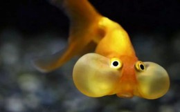 Cá vàng, loài cá đáng thương nhất trên hành tinh của chúng ta