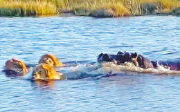 Hà mã dũng mãnh một mình tấn công 3 con sư tử băng qua sông