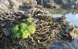 Phú Yên: Vẻ đẹp của những rạn san hô hình thành trên trầm tích núi lửa Hòn Yến