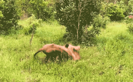 Vừa chào đời, linh dương đầu bò đã gặp ‘ác mộng kinh hoàng’ nhất