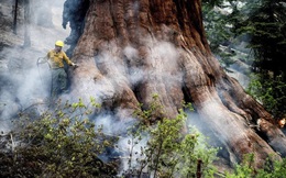 Những cây cự sam lớn nhất thế giới thoát khỏi 'giặc lửa'
