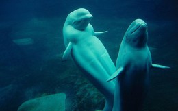 Cực kỳ thông minh và đáng yêu, cá voi Beluga còn có một năng lực đặc biệt