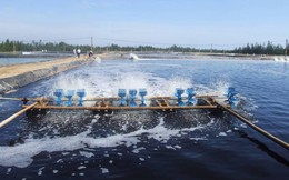 Nhóm nhà khoa học Việt tái sử dụng nước trong nuôi trồng thủy sản