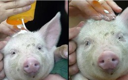 Châu Âu nóng kỷ lục đến mức những chú heo ở Anh cũng được bôi kem chống nắng