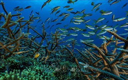 UNESCO công bố ấn bản đầu tiên của Báo cáo Tình trạng Đại dương